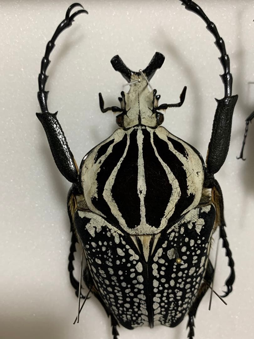 ゴライアスハナムグリ　大型　メレアグリス　黒化型ペア　標本