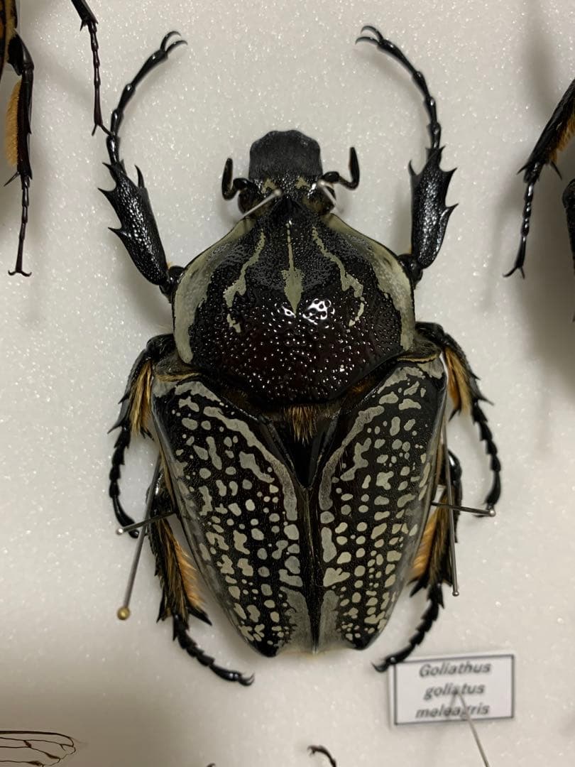 ゴライアスハナムグリ　大型　メレアグリス　黒化型ペア　標本