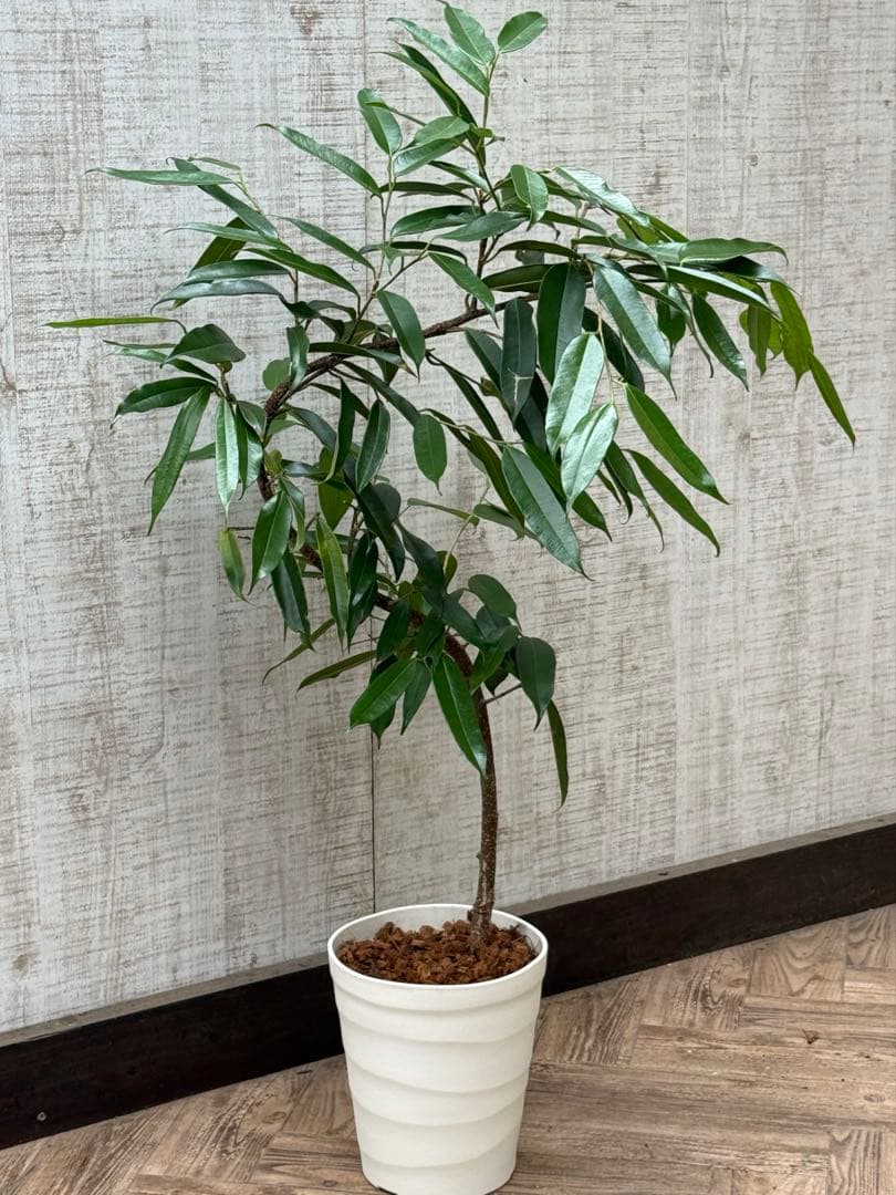 ☆フィカス アムステルダムキング♪ 曲がり仕立て 112cm♪