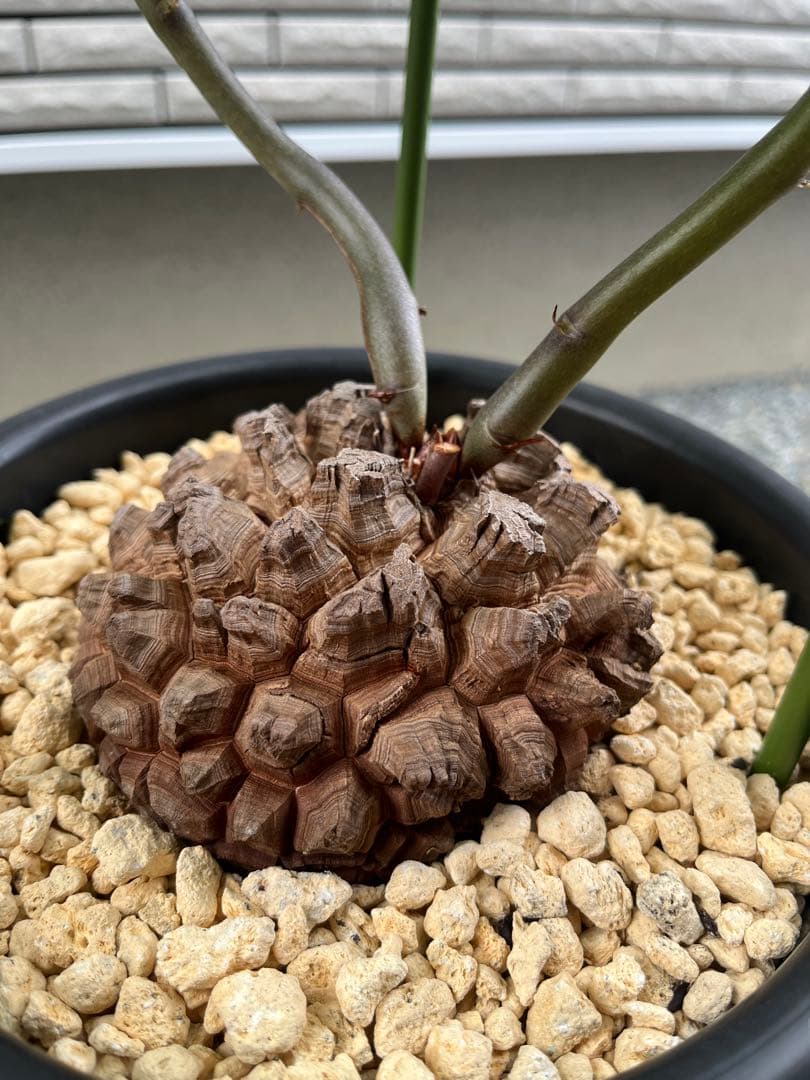 Dioscorea elephantipes アフリカ亀甲竜　実生