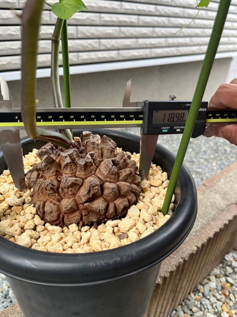 Dioscorea elephantipes アフリカ亀甲竜　実生