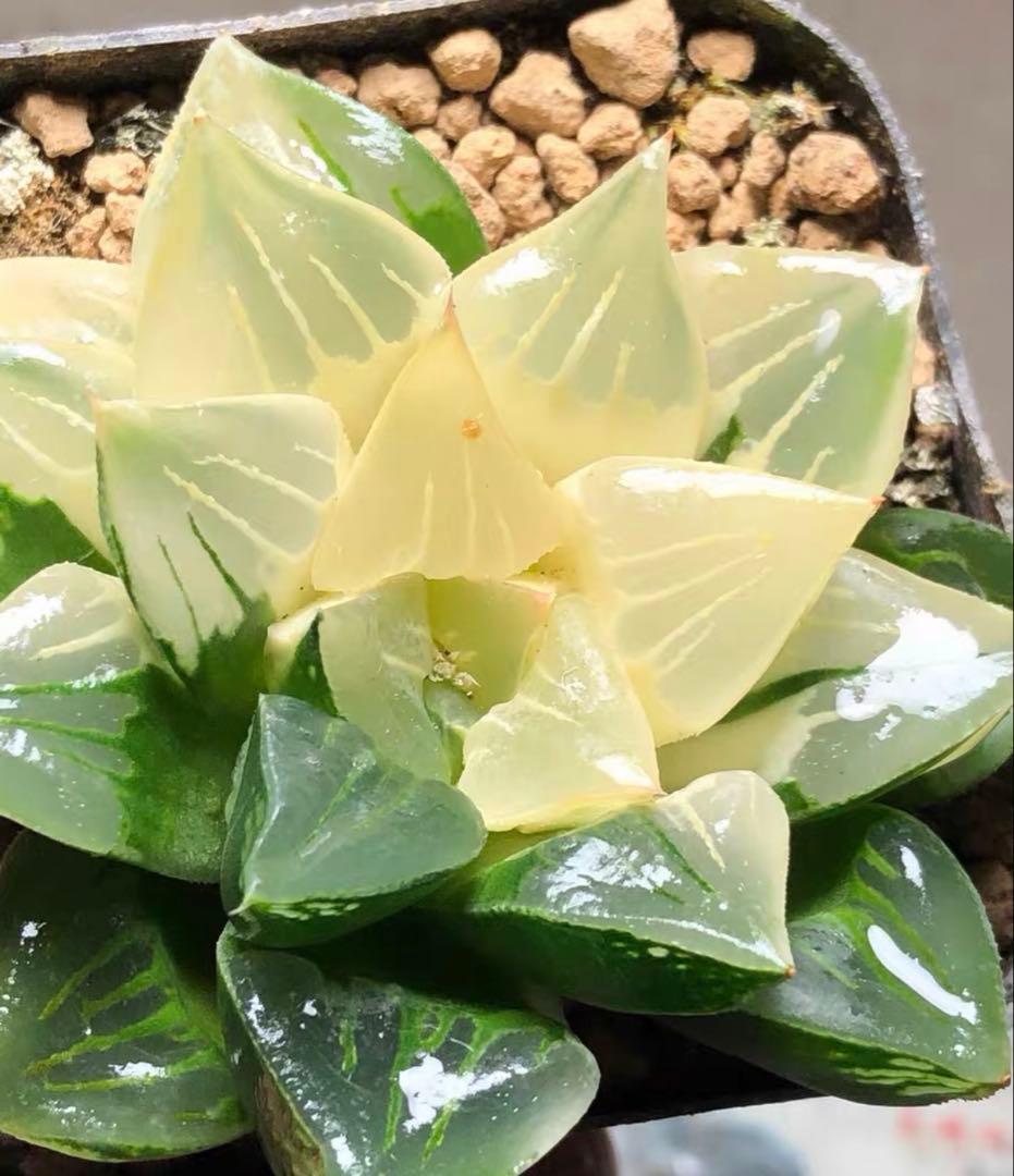 じ*む様 多肉植物　ハオルチア　ムチカ錦　変異系　巨大化