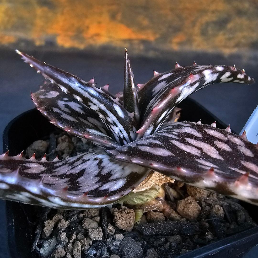 速達発送☆多肉植物 アロエ ヘミンギー