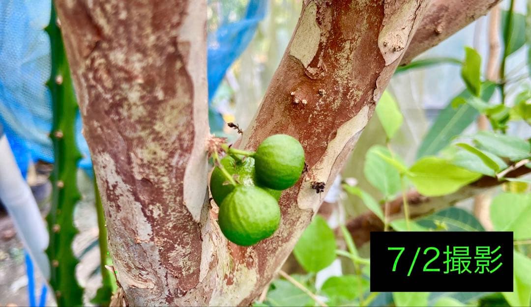 青木 禎斉様用　正月特価1万値下❗️耐寒ジャボチカバ　小葉ミウーダ大株　希少