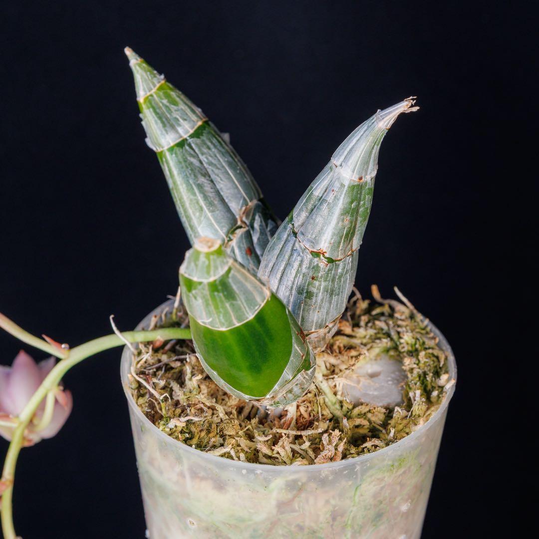 タケノコ蘭 Clowesia rosea SVO選別個体 カタセタム