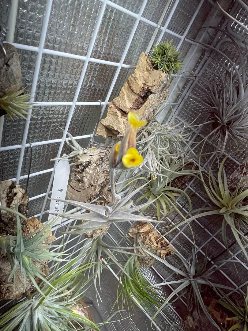R*n様 Tillandsia tenebra