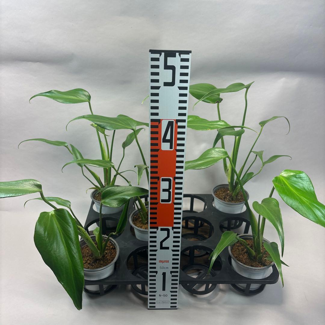 サ*イ様 5株セットms45ちょっと傷あり　モンステラ バールマルクスフレーム