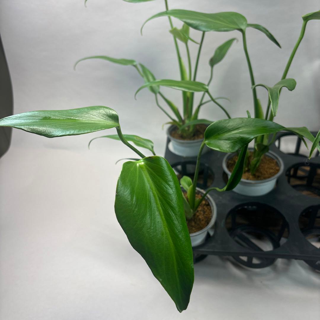 サ*イ様 5株セットms45ちょっと傷あり　モンステラ バールマルクスフレーム