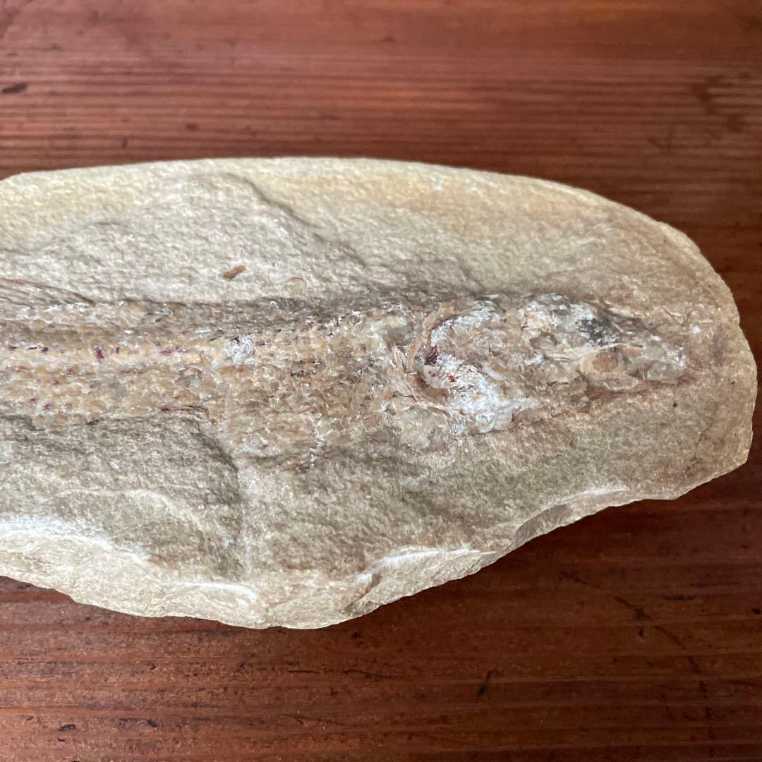 魚　化石　　古代魚