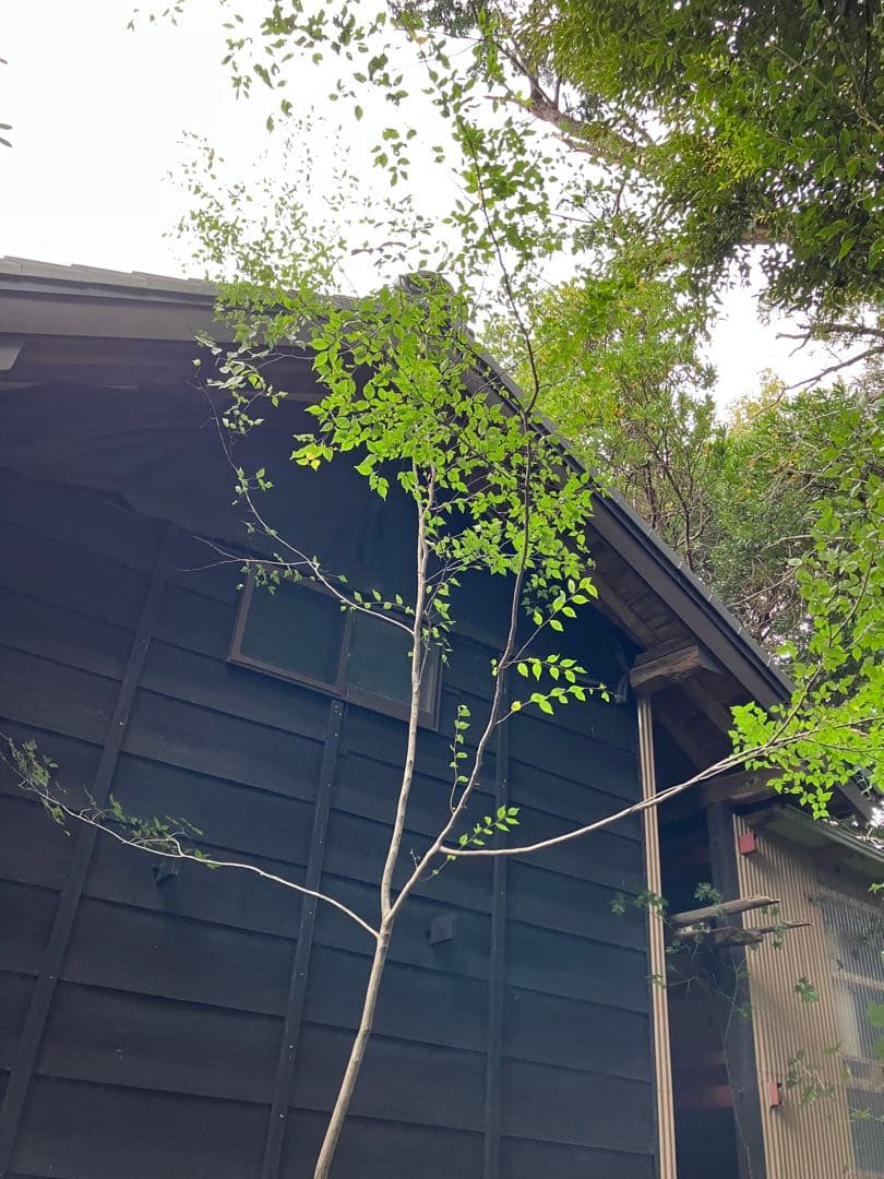 山採り　アカシデ　特大