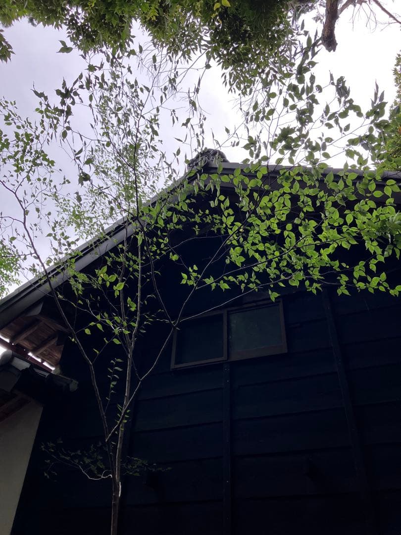 山採り　アカシデ　特大