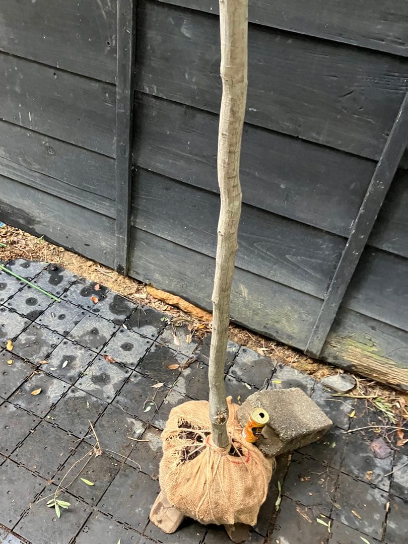 山採り　アカシデ　特大