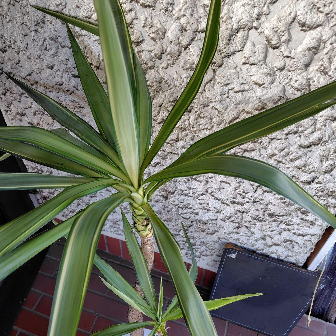 斑入りユッカ 約1.2メートル