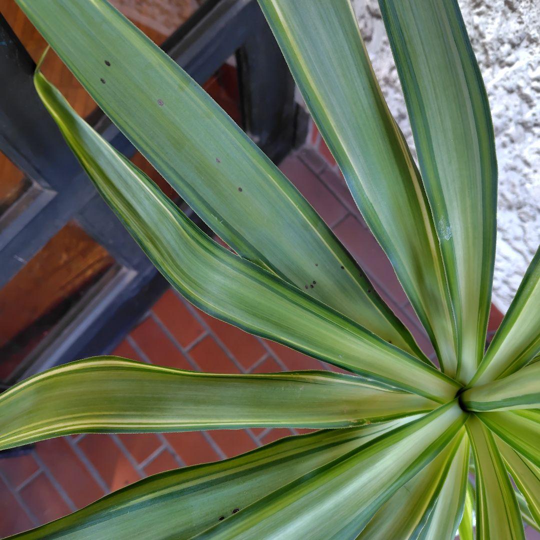 斑入りユッカ 約1.2メートル