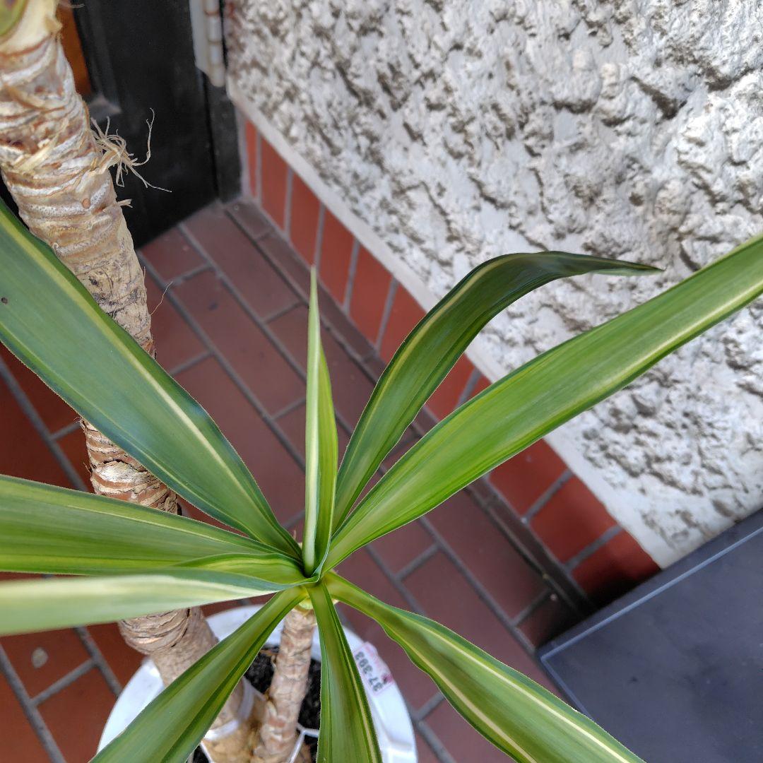 斑入りユッカ 約1.2メートル