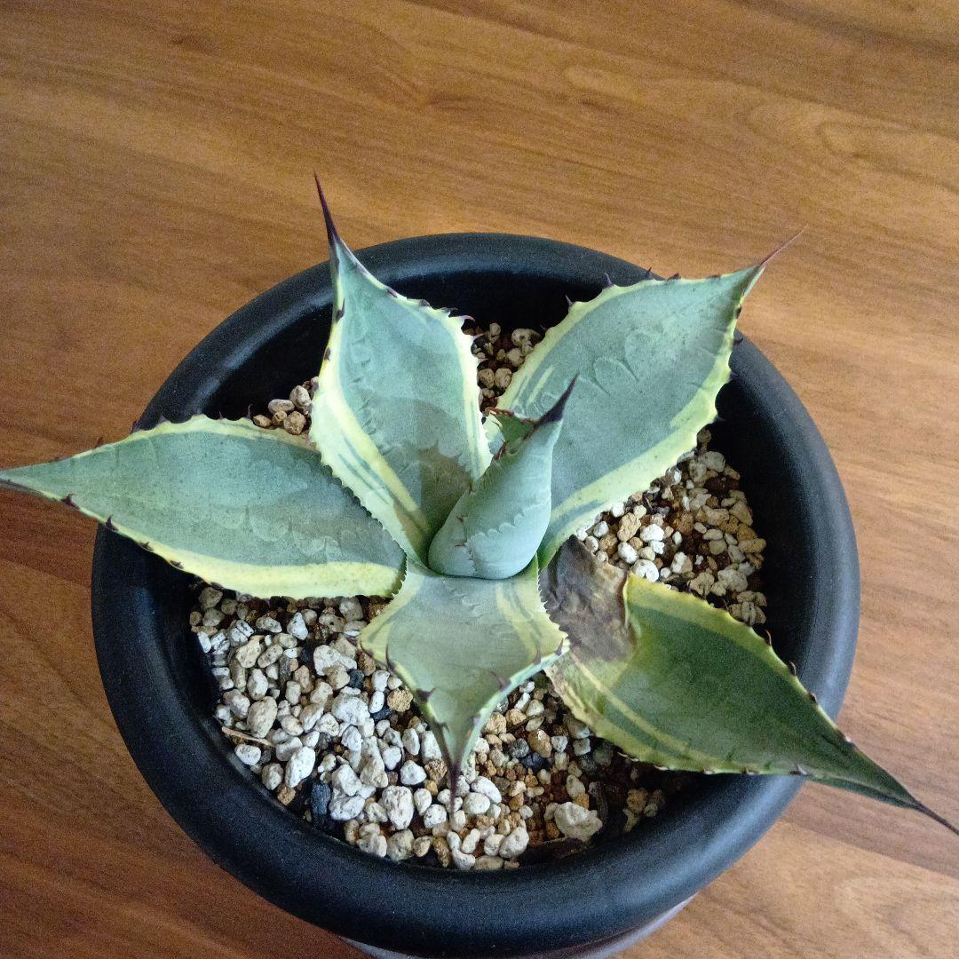 アガベ　パリー　旧来パリー錦　黄覆輪