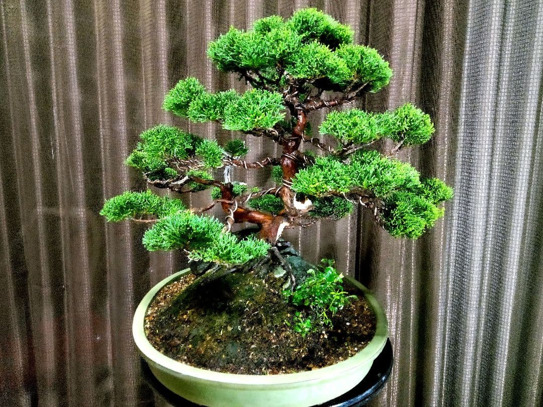 【石付　糸魚川真柏盆栽】　　　　　　　　　⭕最終価格 (値引き不可)