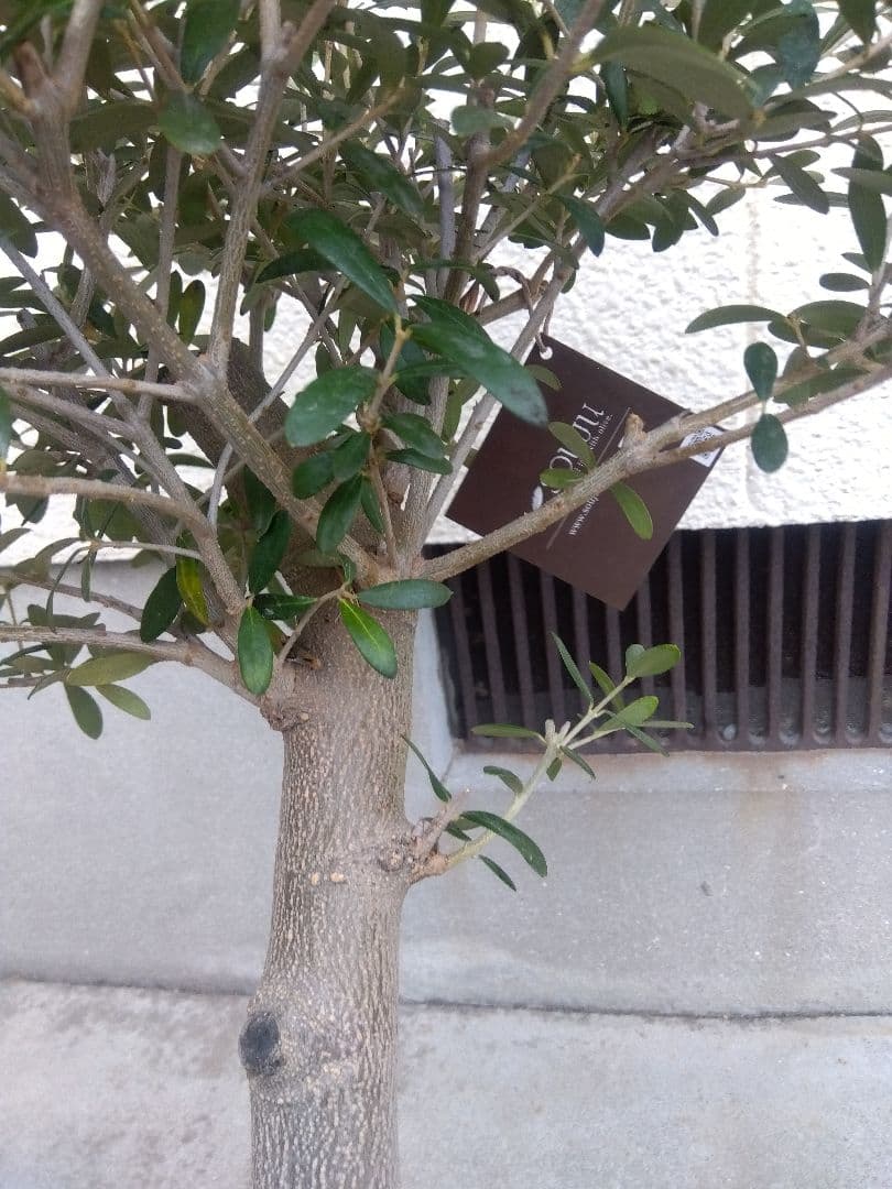 オリーブ　創樹　souju　ネバディロブランコ　8号鉢つき 極太❗　い