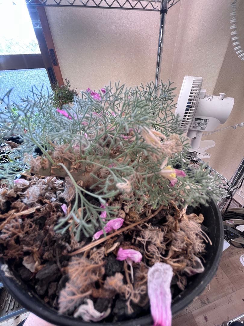 サウコカウロン　ペニクリナム　大株　ラスト