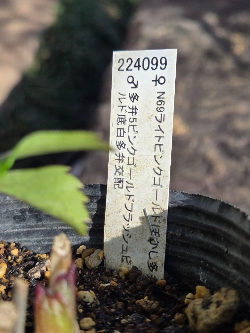 未株分　クリスマスローズ　多弁　ライト　ピンクゴールド　加藤農園