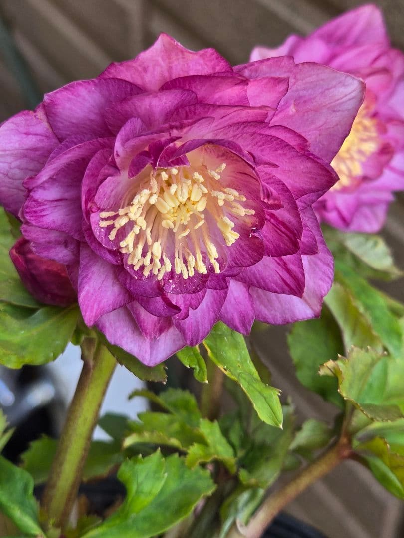 未株分　クリスマスローズ　多弁　ライト　ピンクゴールド　加藤農園