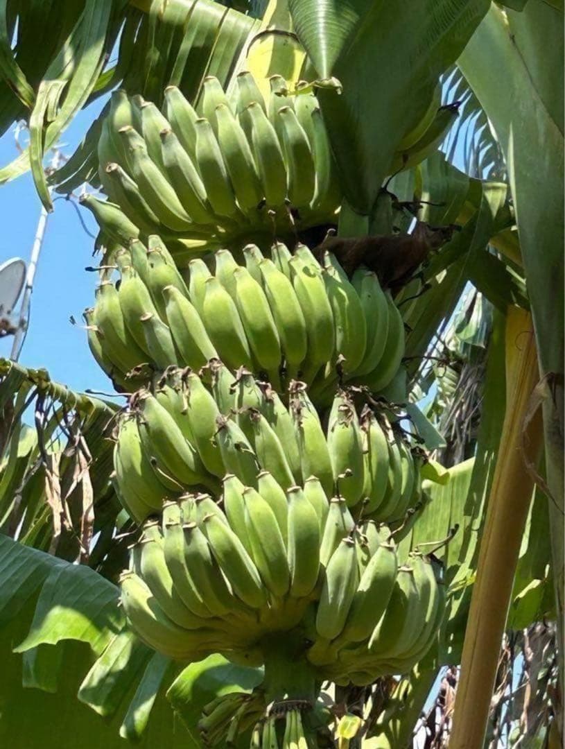 篠塚昭雄さま。5苗セット◆幻の、ゴールデンブラジル◆甘いです。耐寒強く栽培容易