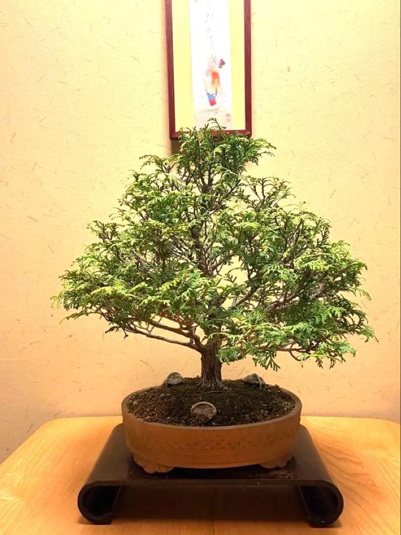 ヒノキ盆栽❗️フォロワー様170人記念！値下げ‼️黒松盆栽真柏盆栽