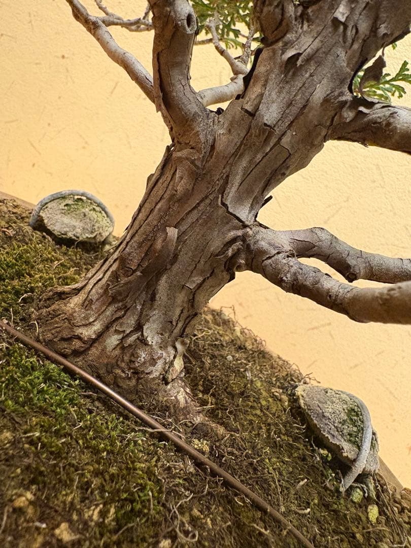 ヒノキ盆栽❗️フォロワー様170人記念！値下げ‼️黒松盆栽真柏盆栽