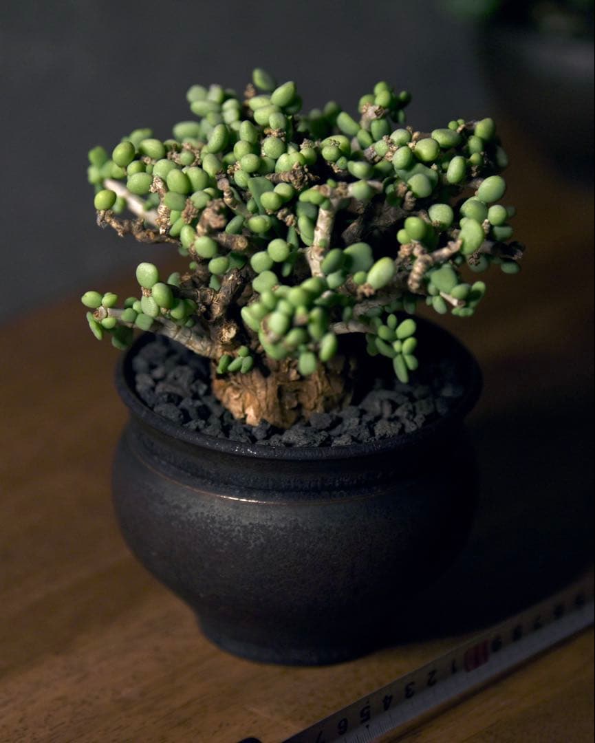 発根済 ケラリアピグマエア　塊根植物