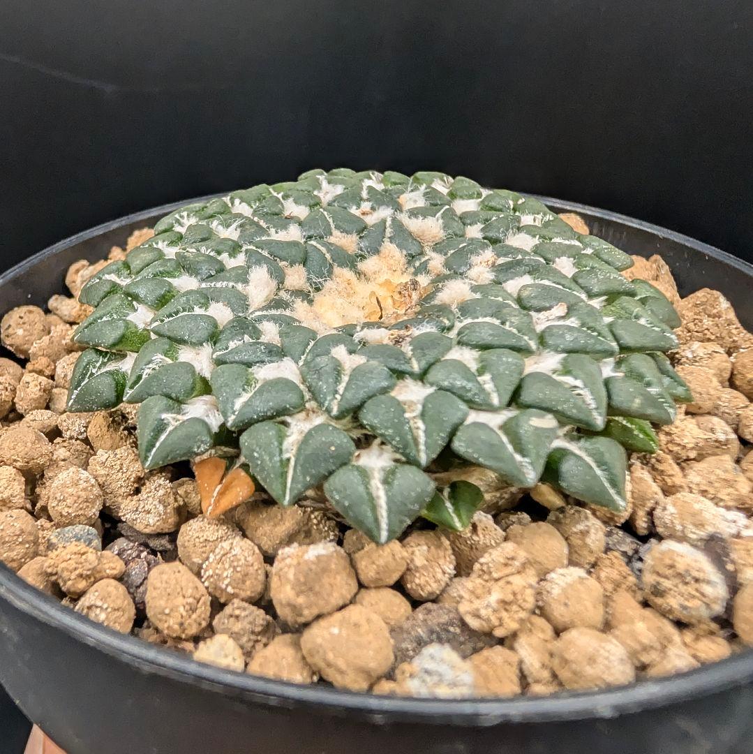 み*ん様 姫牡丹 国内実生 鉢植え メルカリ便送料込み