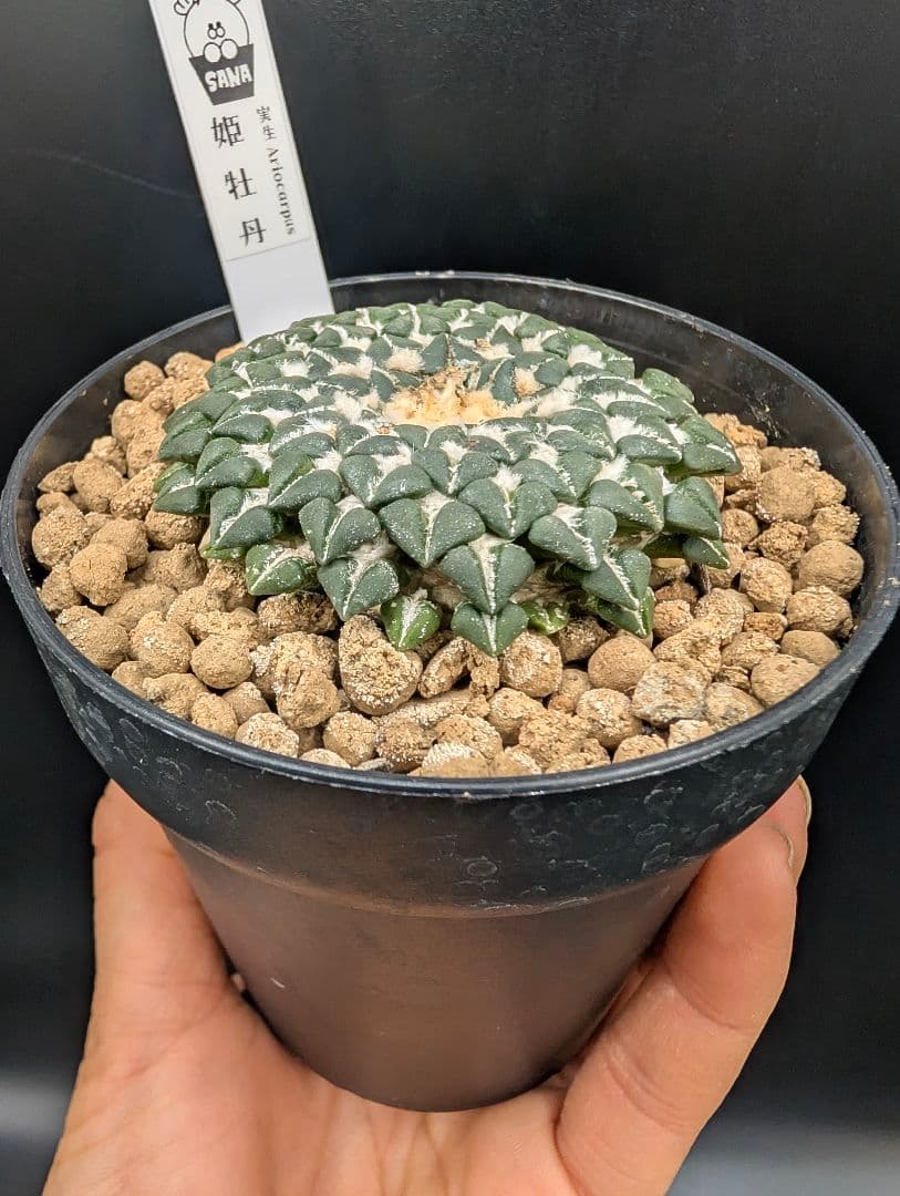 み*ん様 姫牡丹 国内実生 鉢植え メルカリ便送料込み