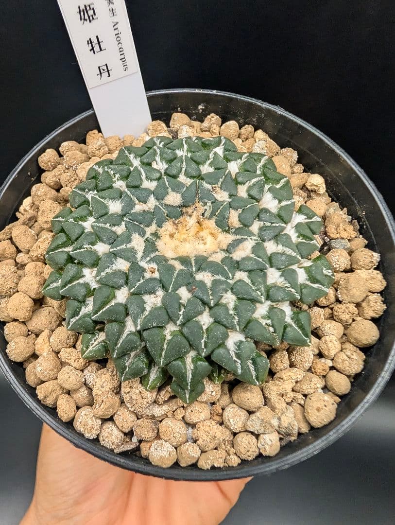 み*ん様 姫牡丹 国内実生 鉢植え メルカリ便送料込み