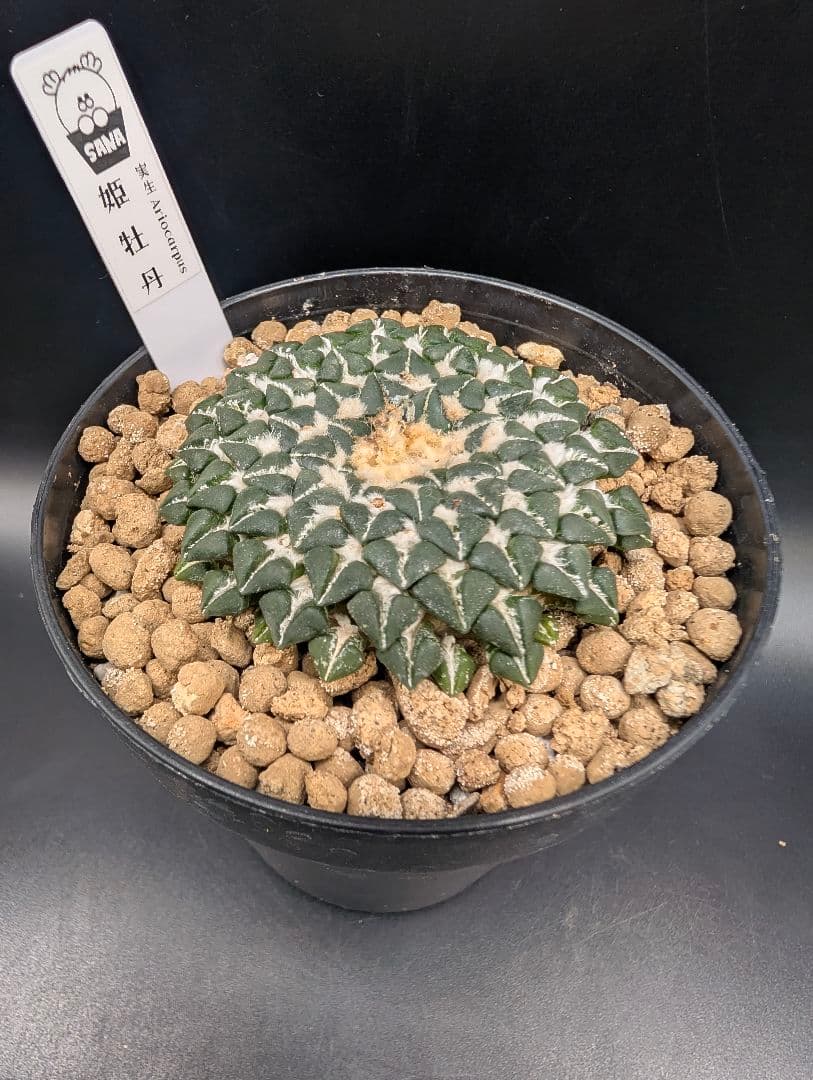 み*ん様 姫牡丹 国内実生 鉢植え メルカリ便送料込み