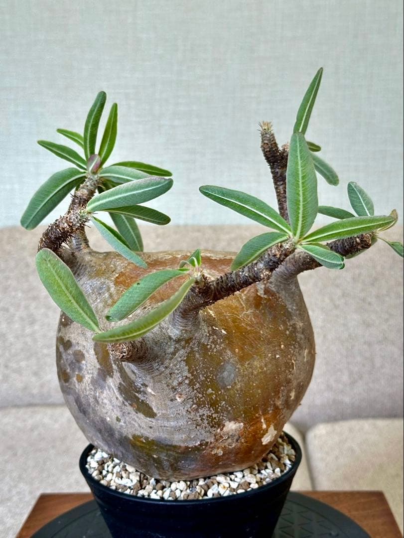 パキポディウム グラキリス 現地株 大株 短枝 ぼってり コレクション 幅17㎝