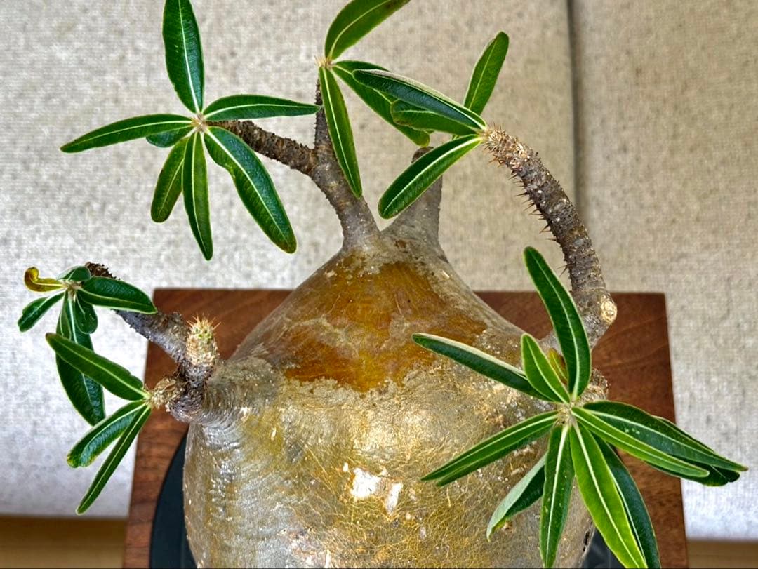 パキポディウム グラキリス 現地株 大株 短枝 ぼってり コレクション 幅17㎝