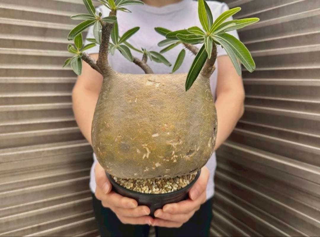 パキポディウム グラキリス 現地株 大株 短枝 ぼってり コレクション 幅17㎝