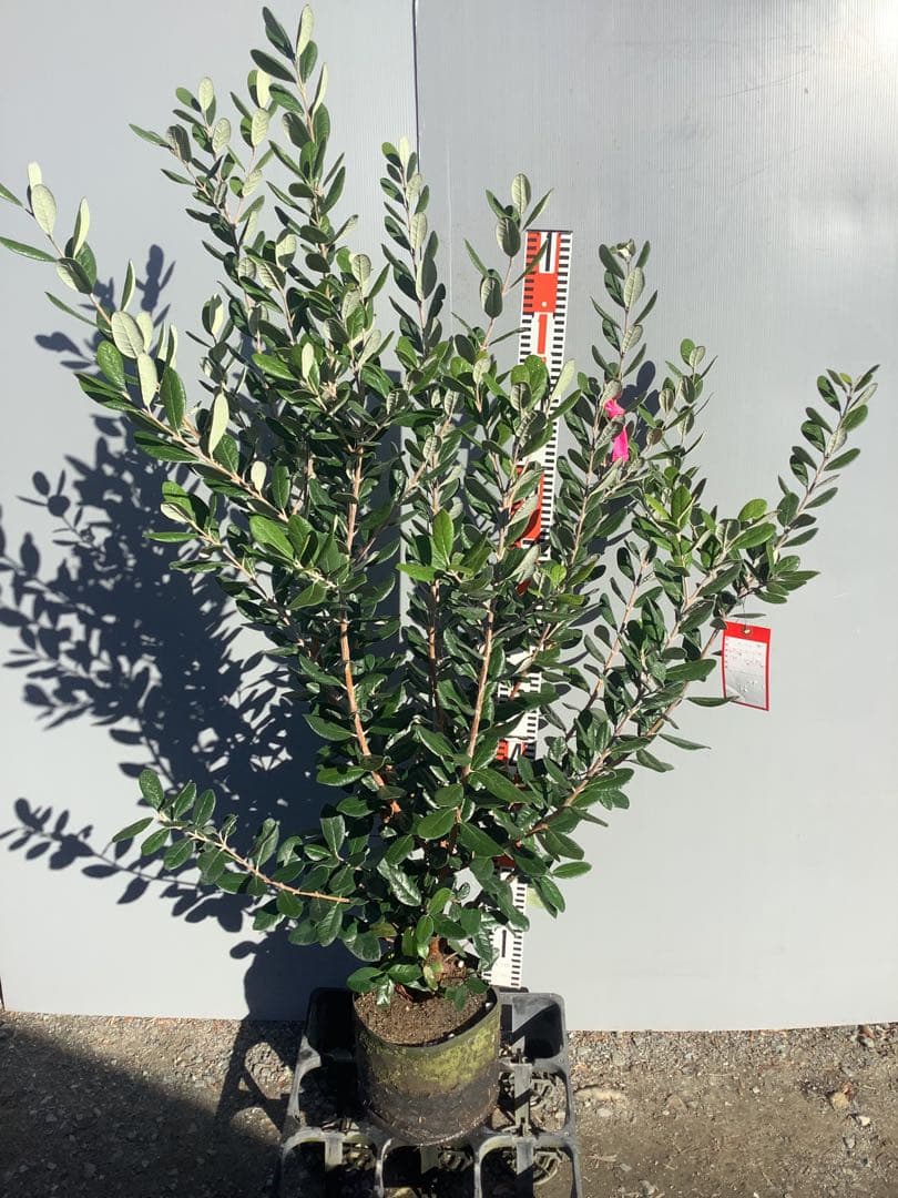 7-44果樹【*+ami♡ami+*フェイジョア】樹高約130cm【送料込