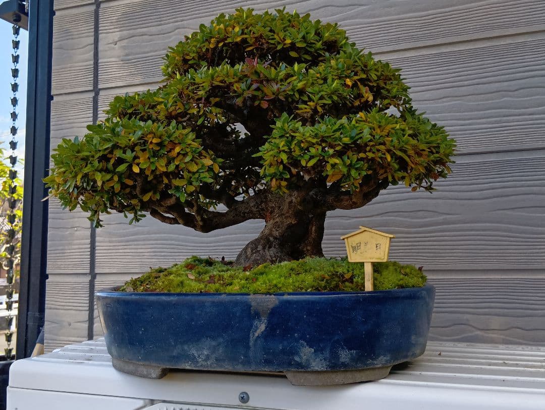 ‼️盆栽‼️皐月盆栽‼️明美の月‼️