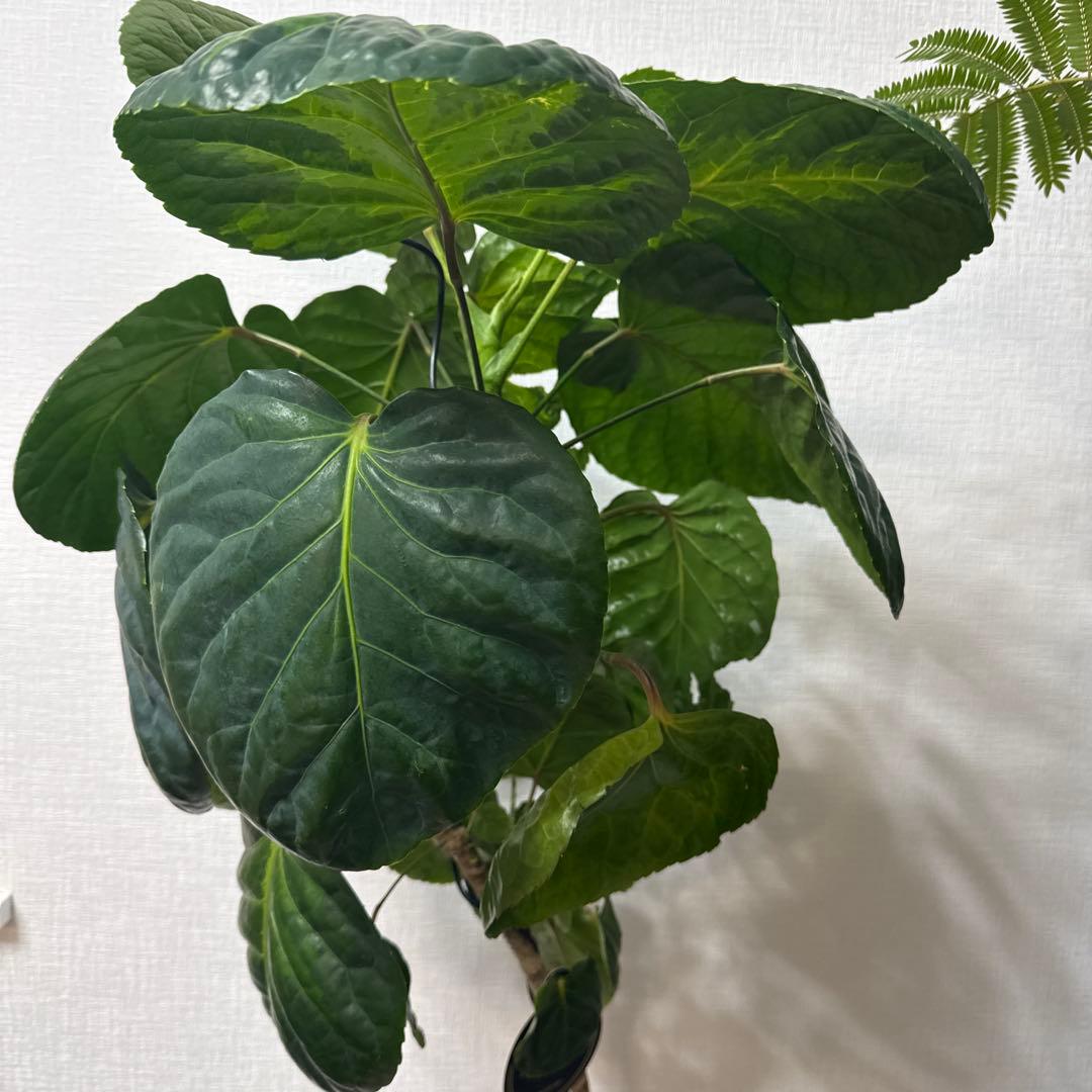 ポリシャス フリスビー スマイル