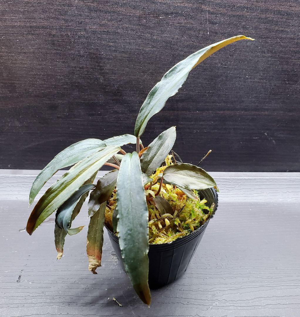 ホマロメナ sp mamasa rednarrow Sulawesi カミハタ便