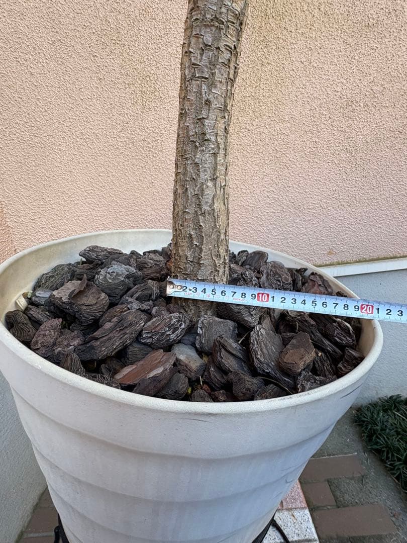 トーベイダズラー　コルジニネ　大株　アメリカーナ子株おまけ付き　引き取り限定