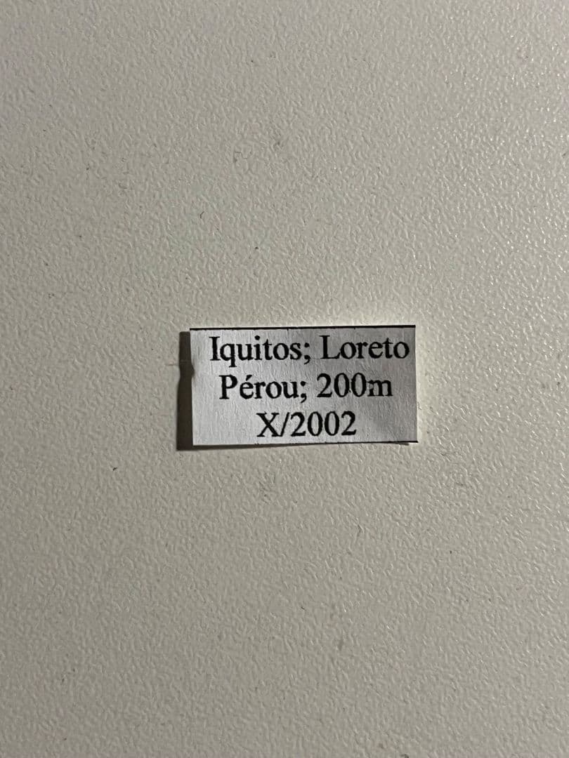 【9mm】グンジョウオオコブハムシ コメツキムシ昆虫標本甲虫タマムシスハンダエ