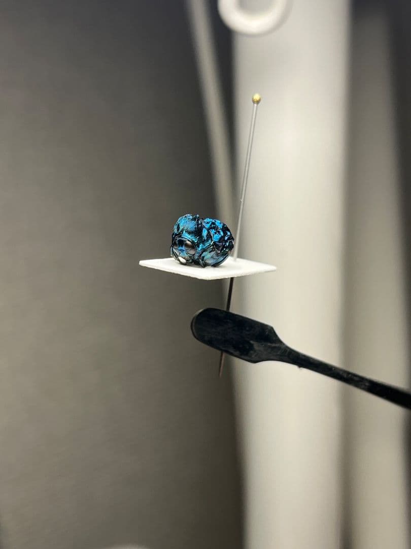 【9mm】グンジョウオオコブハムシ コメツキムシ昆虫標本甲虫タマムシスハンダエ