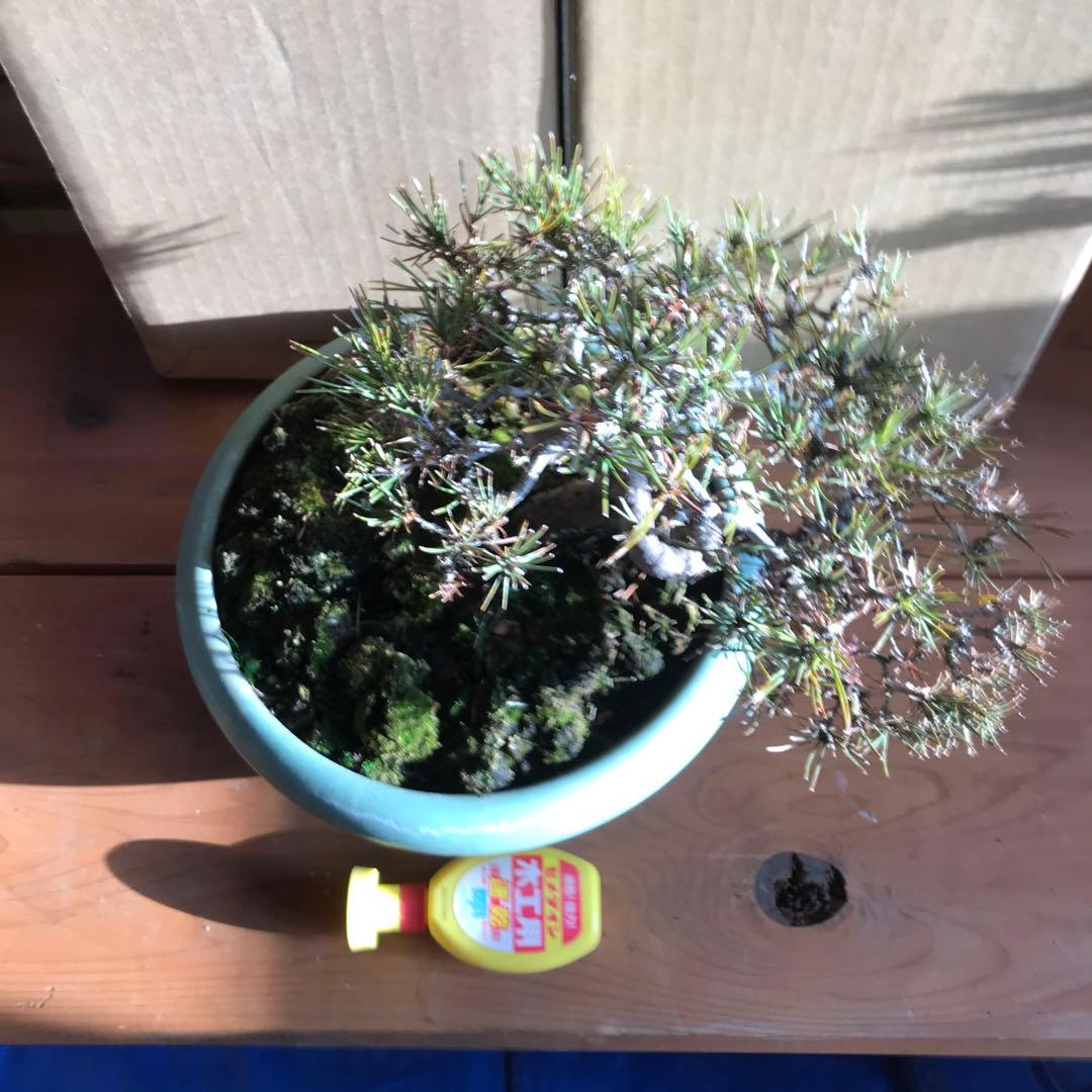 赤松盆栽　値下げ❗️