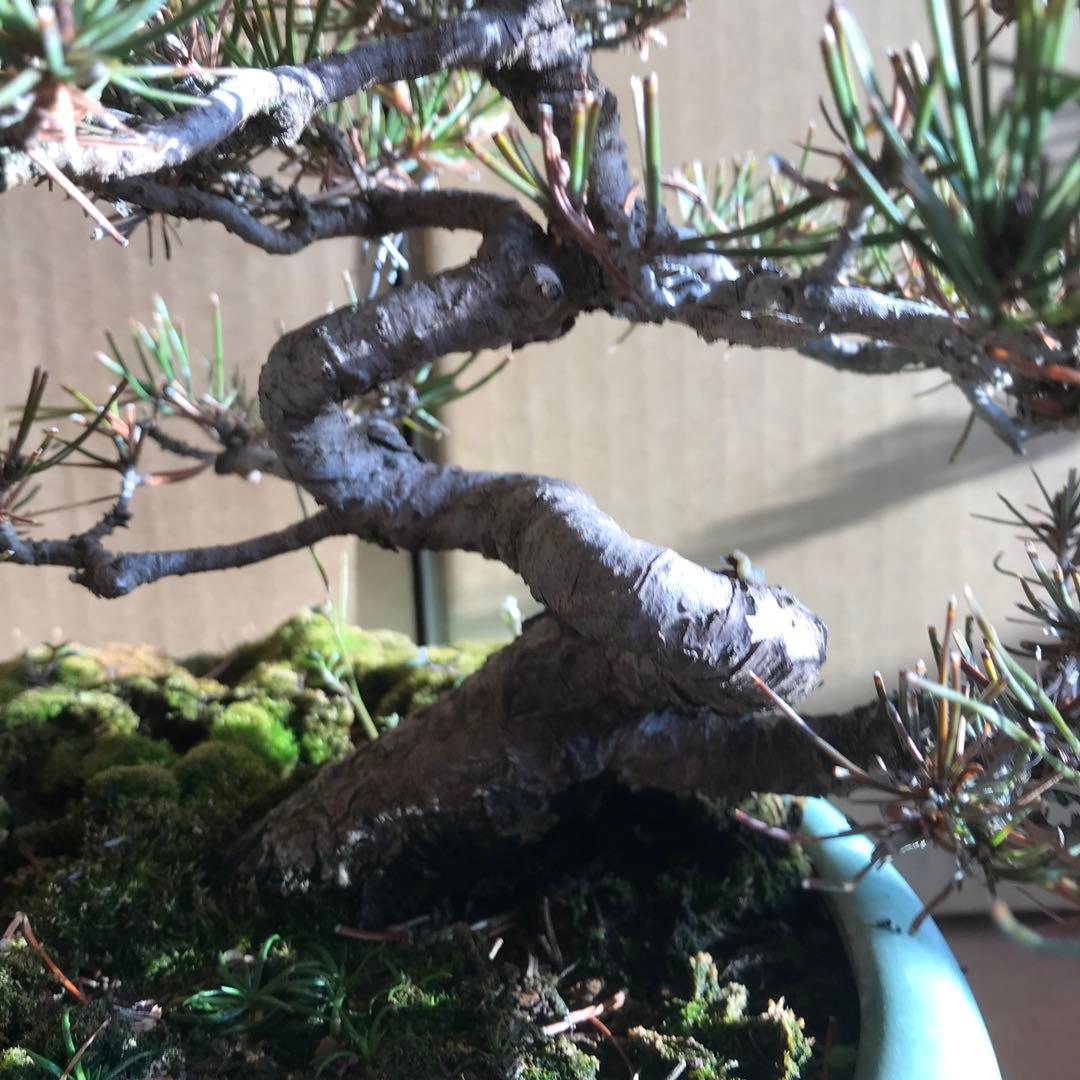 赤松盆栽　値下げ❗️