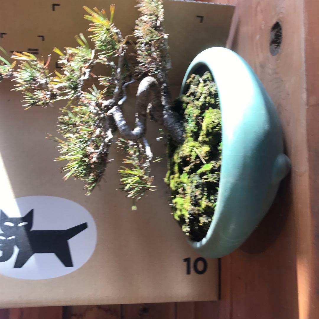 赤松盆栽　値下げ❗️