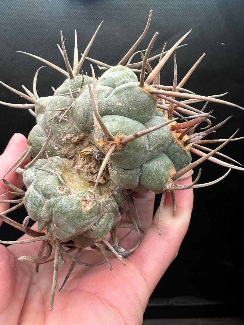 【サボテン_シュカクマテンリュウ】 守金魔天竜 3頭 綴化（てっか）