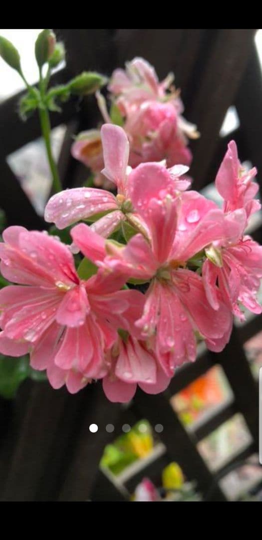 確認ページ    これかしら…違うかも…‪？です(´•ᴗ• ก )‬(笑)