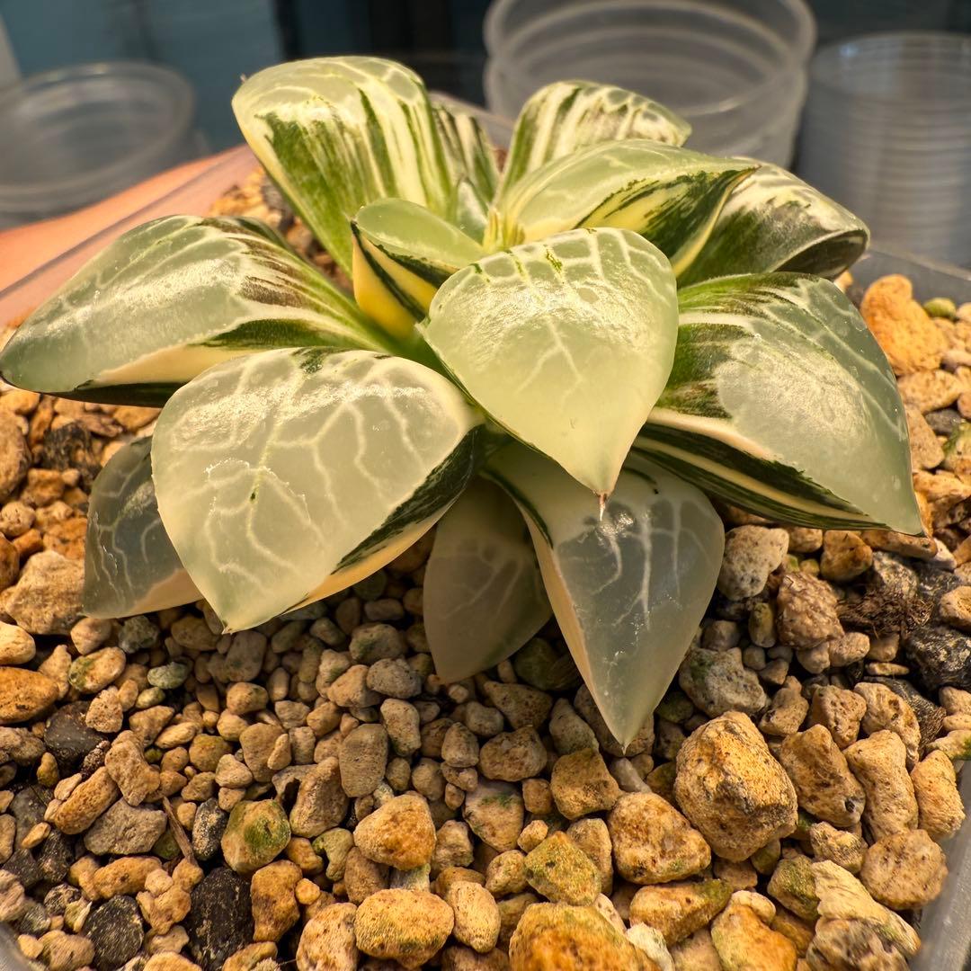 多肉植物 ハオルチア 珍しい火鳳凰錦 完璧錦 新入荷 10cm鉢 鉢そのまま発送