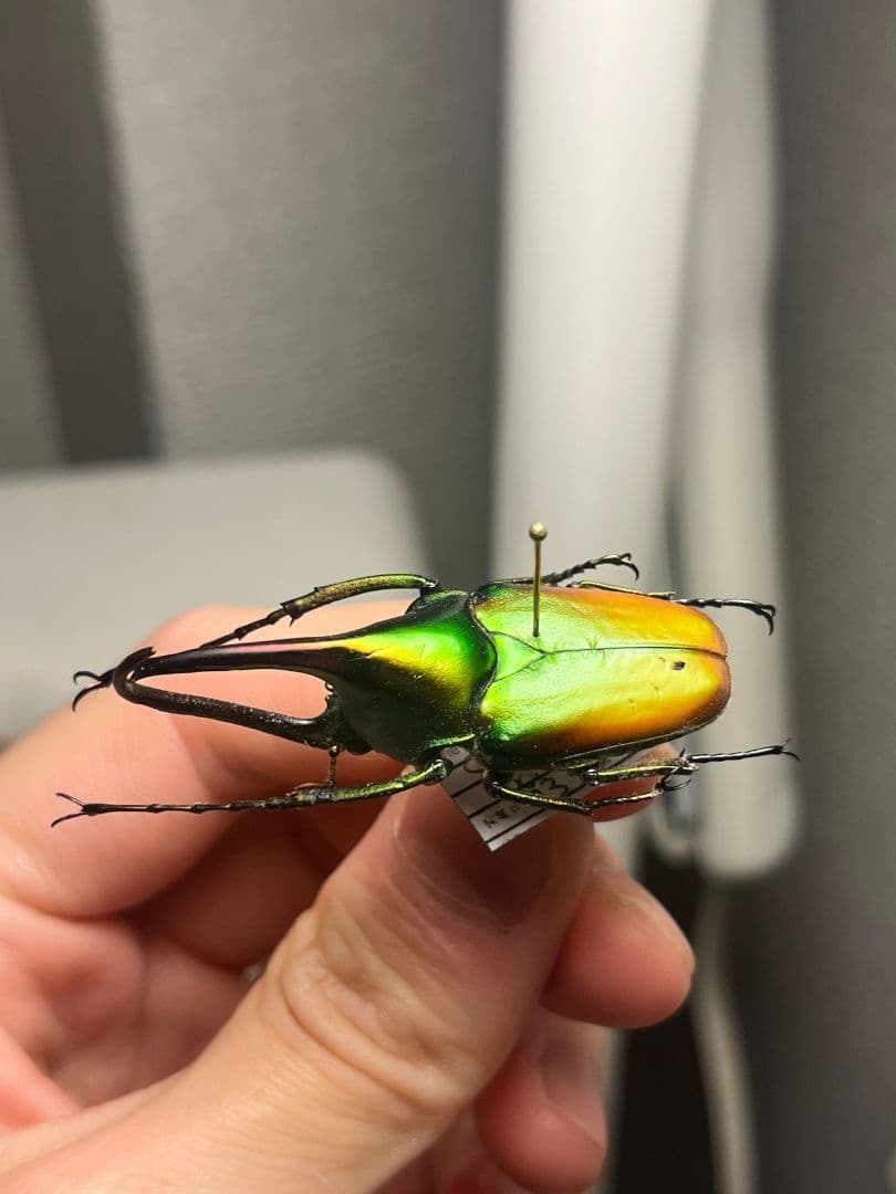 【43mm】カブトハナムグリ コガネムシ プラチナコガネ カナブン　昆虫標本